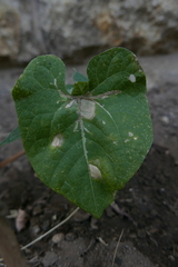 Ascochyta