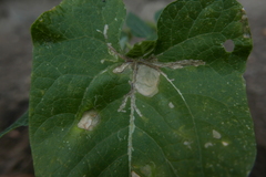 Ascochyta