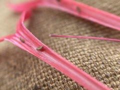 Ipomopsis aggregata bridgesii