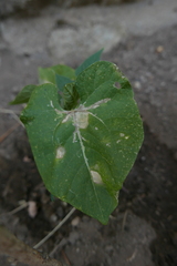 Ascochyta