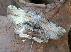 Lytrosis unitaria