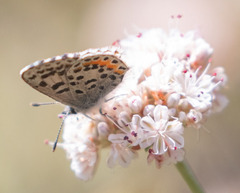 Euphilotes enoptes smithi