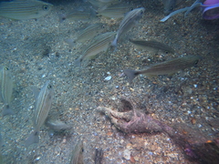 Triplofusus princeps