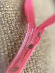 Ipomopsis aggregata bridgesii