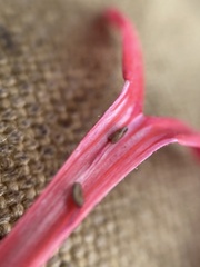 Ipomopsis aggregata bridgesii