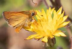 Ochlodes agricola
