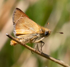 Ochlodes agricola