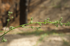 Chenopodium desiccatum