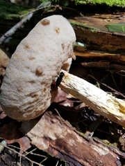 Oxyporus major