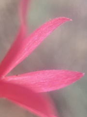 Ipomopsis aggregata bridgesii