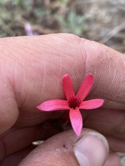 Ipomopsis aggregata bridgesii