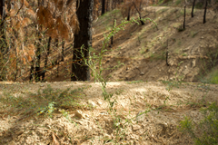 Chenopodium desiccatum