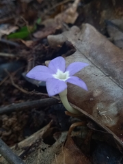 Voyria caerulea