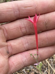 Ipomopsis aggregata bridgesii
