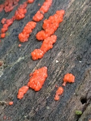 Tulasnella aurantiaca