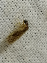 Psectra diptera