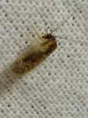 Psectra diptera
