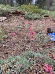 Ipomopsis aggregata bridgesii