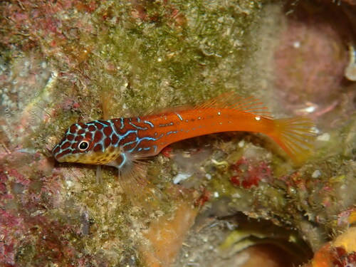 Black-headed blenny (Microlipophrys nigriceps) — Blenniidae
