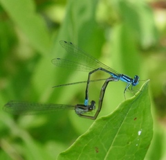 Enallagma divagans