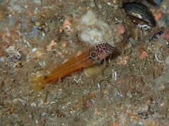 Microlipophrys nigriceps