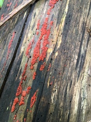 Tulasnella aurantiaca