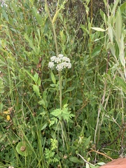 Conioselinum scopulorum