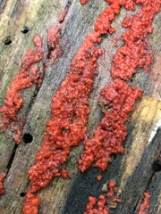 Tulasnella aurantiaca