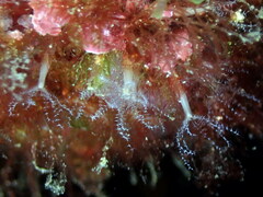 Clavularia crassa