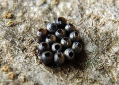 Pentatomini