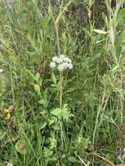 Conioselinum scopulorum