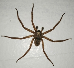 Selenops mexicanus
