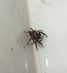 Hasarius adansoni