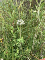 Conioselinum scopulorum