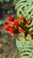 Melianthus pectinatus