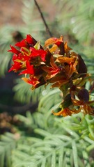 Melianthus pectinatus