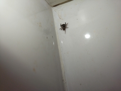 Hasarius adansoni