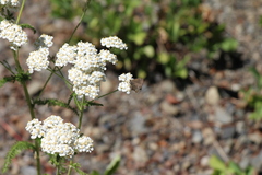 Callophrys spinetorum
