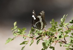 Limenitis weidemeyerii nevadae