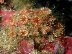 Polycyathus muellerae