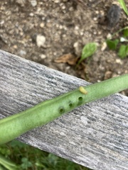 Epilachna varivestis