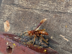 Polistes canadensis