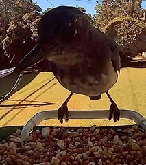 Aphelocoma californica