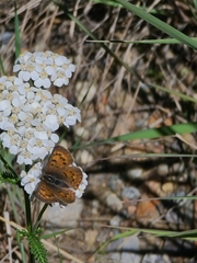 Tharsalea dorcas sangremar