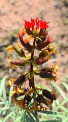Melianthus pectinatus