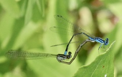 Enallagma divagans