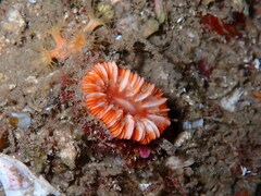 Caryophyllia smithii