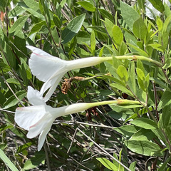 Mandevilla brachysiphon