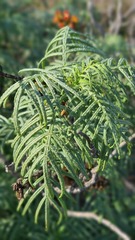 Melianthus pectinatus