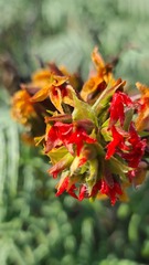 Melianthus pectinatus